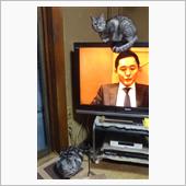 猫の居る風景・・・ 31　猫 ...