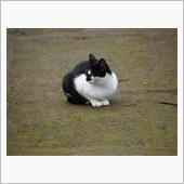 ところが猫は・・・