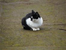 ところが猫は・・・