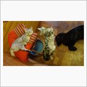 犬と猫の居る風景・・・ ワン ...
