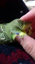 鳥の話 今回は子育て手のりインコに育てるのはヤメ様と思ってたら