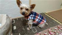 １月２７日、オヤスミ🌙✨なちゃーい😪🐶