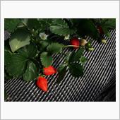 いちご狩り 2017🍓