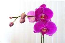 蘭の花の寿命