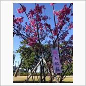 真冬に春をたずねて、土肥桜ま ...