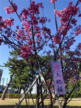 真冬に春をたずねて、土肥桜まつり初日