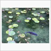 モネの池に