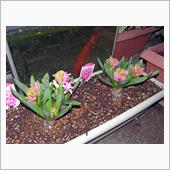 蕾がふわっと