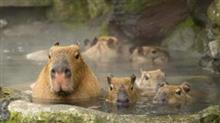 やっぱり、カピバラになりたい（笑）