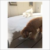 チョコとブランの雪遊び