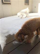 チョコとブランの雪遊び チョコとブランの雪遊び