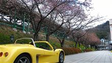 『いかちび』･･･おまけで河津桜の近況･･･【ZZ】