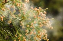 【悲報】花粉の季節です（その2）(　&gt;д&lt;)､;&#39;.･　ｨｸｼｯ 