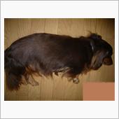 犬に怒られた？