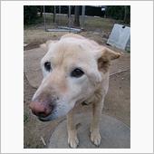 愛犬が旅立ちました