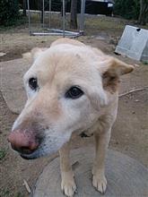 愛犬が旅立ちました 愛犬が旅立ちました