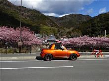 予想的中！？河津桜が見頃です(*^^)v 