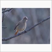 池のある公園へ散歩がてら鳥撮