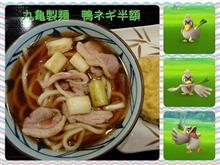 丸亀製麵 鴨ネギ半額♪