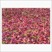 日光そば祭りと2016紅葉撮 ...