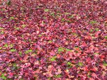 日光そば祭りと2016紅葉撮り収め