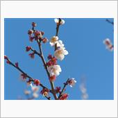 ２月１３日月曜日の日記　JA ...