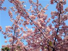 桜花