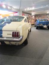 行って来ました/The Muscle Cars・Shelby  GT350/auto galleria RUCE 