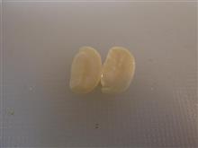 小笠原島豆腐を作りたい(その4)