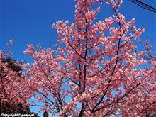 津久見四浦河津桜祭り