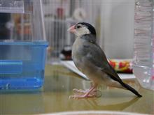 わが家の文鳥さん「こもも」のおうち わが家の文鳥さん「こもも」のおうち