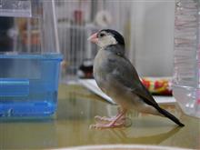 わが家の文鳥さん「こもも」のおうち