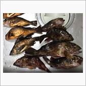冬らしく、釣ったカサゴで