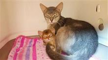 やっぱり猫って面白い(=^・^=)　（猫ブログ）