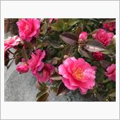 3月に