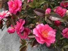 3月に