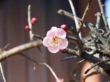 春の陽気に連れて