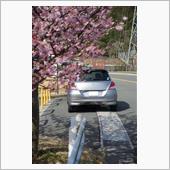 河津桜