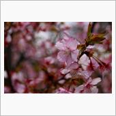 鳥撮り散歩（2017年3月4 ...