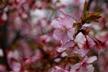 鳥撮り散歩（2017年3月4日）梅と桜と