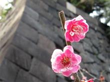 皇居の梅は、半開き