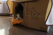 本日の「ちょび」・・・暖かくなってきたのかな