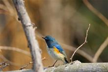 鳥撮り散歩(2017年3月5日)続青い鳥を探しに！?