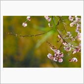花粉が飛んでますね