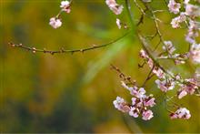 花粉が飛んでますね