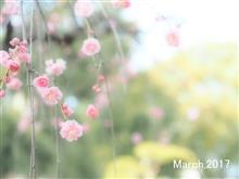 春の声.*+