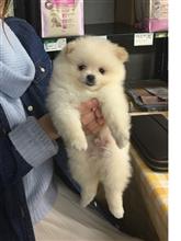 新しい家族 新しい家族