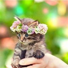 子猫！