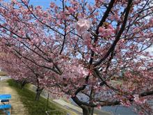 岡崎市乙川沿いの「葵桜（河津桜）」