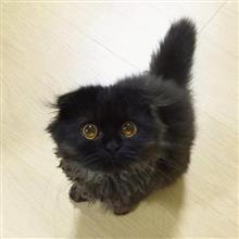 真っ黒な可愛いにゃんこ🐱のギモ君(* &gt;ω&lt;)